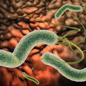 Parasites in the body
