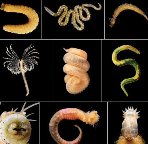 Types of helminths