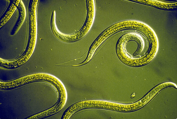 How to get rid of parasites without tablets