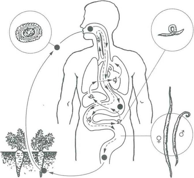 The main ways of penetration of parasites in the human body