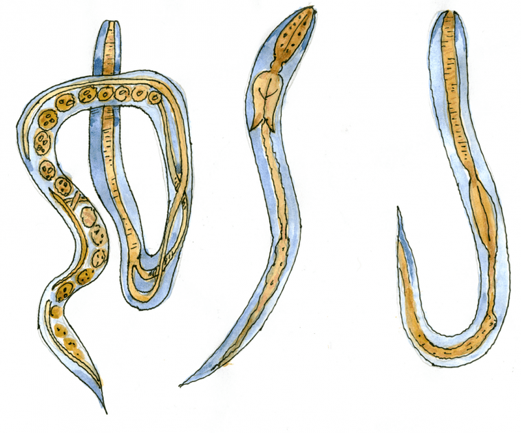 Ugric intestinal