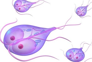 Types of parasites in the human body
